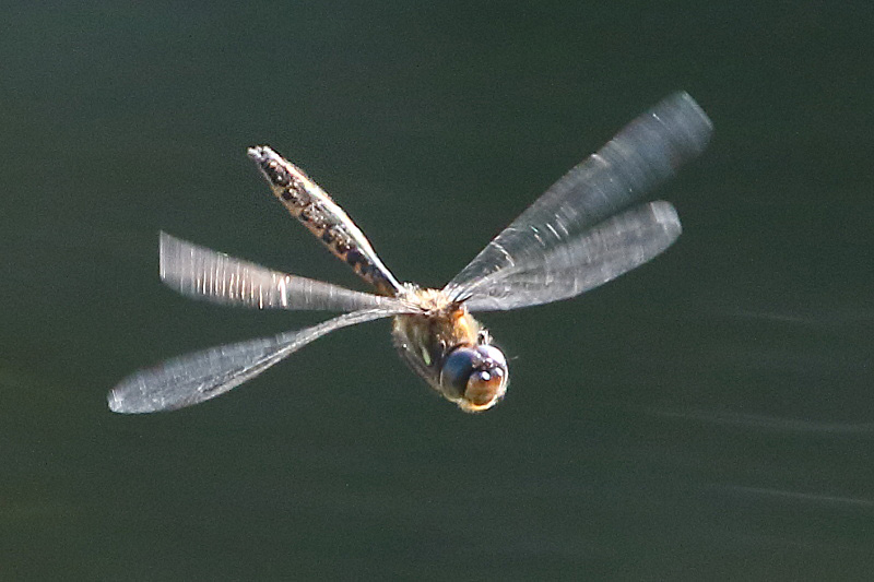 J17_4186 Hemicordulia armstrongi male.JPG